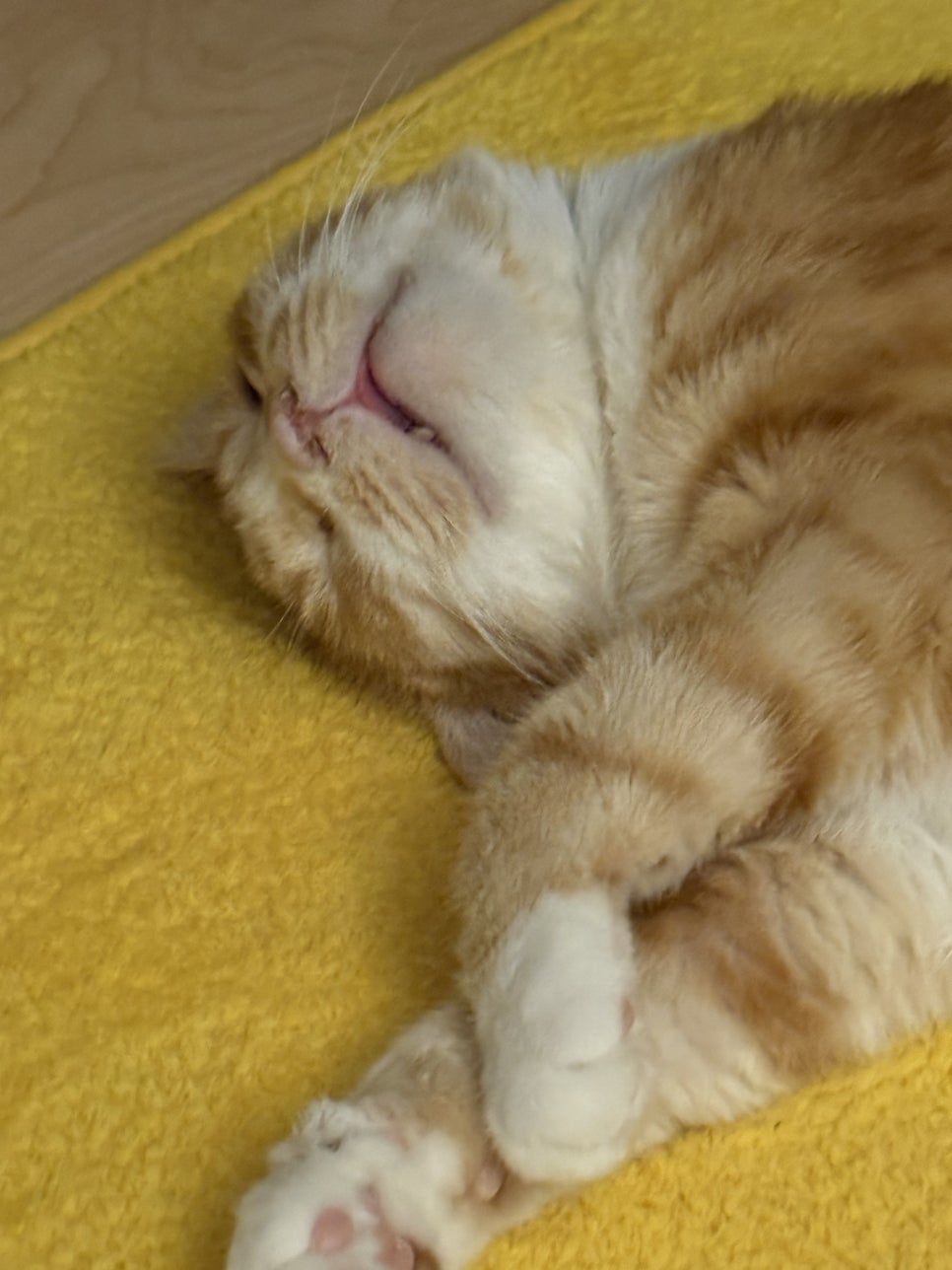 라이라이 이미지