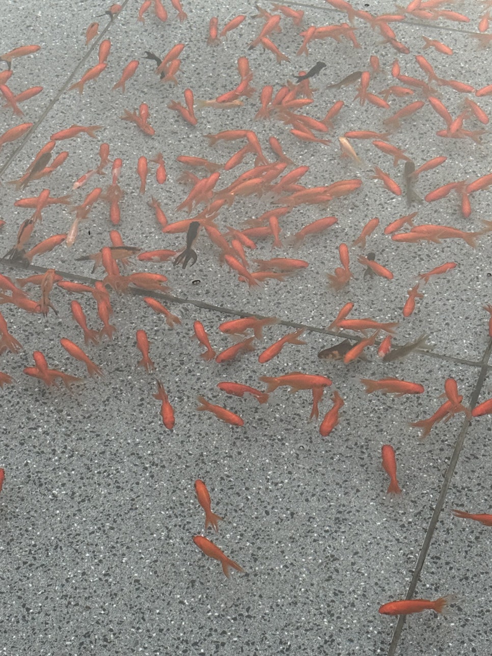 라이라이 이미지