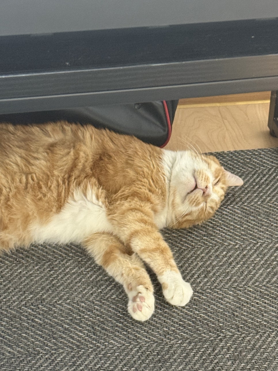 라이라이 이미지