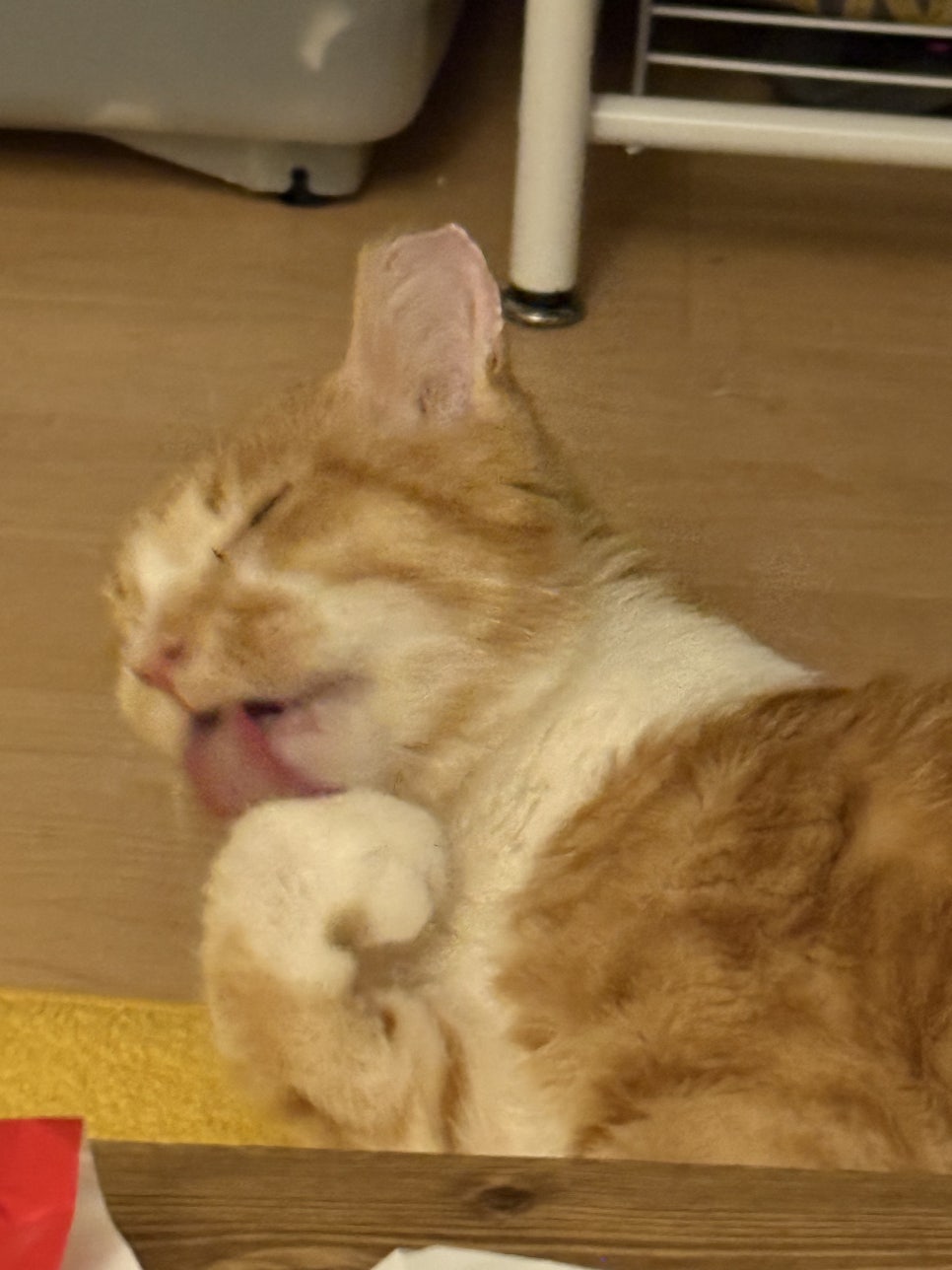 라이라이 이미지