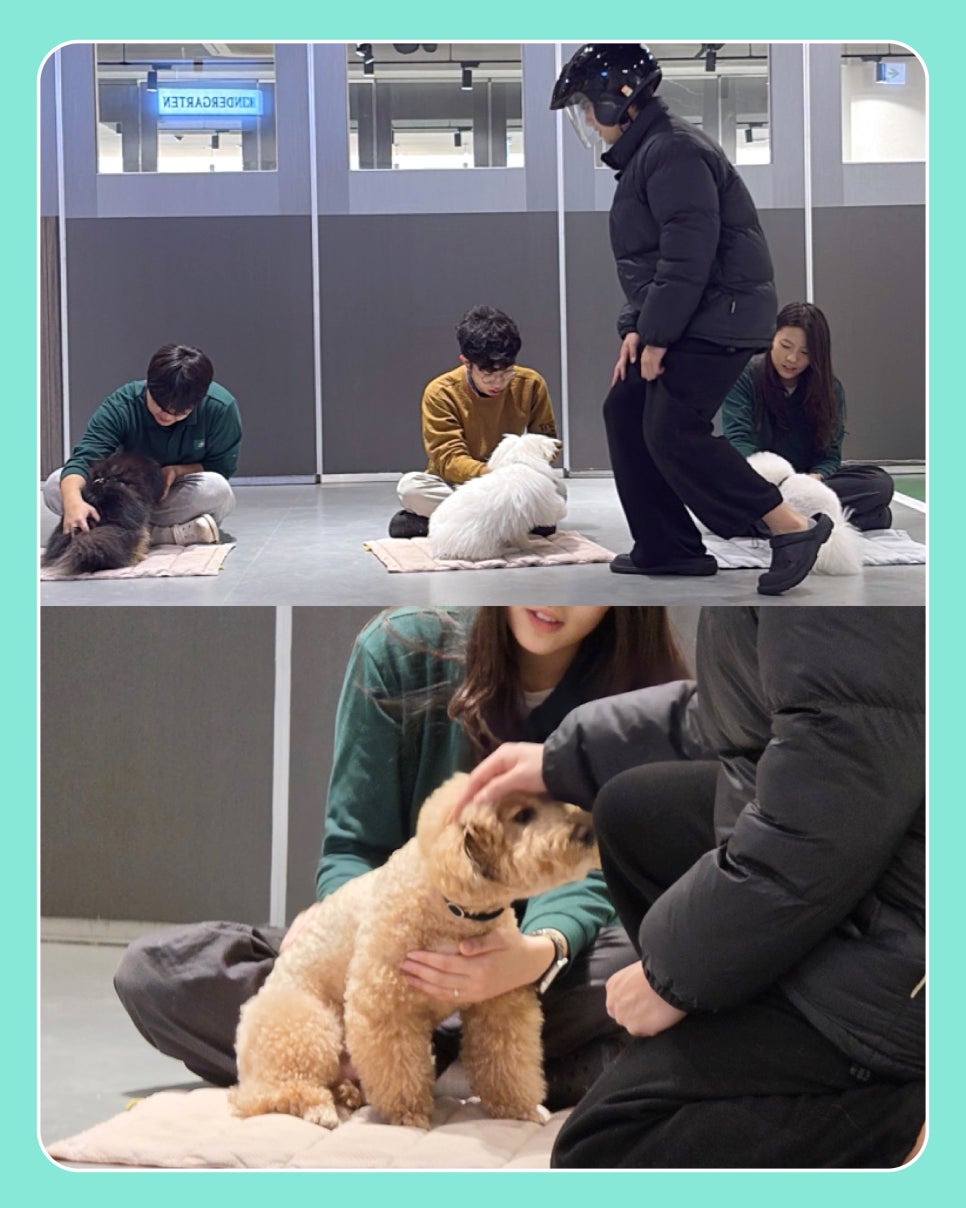 강아지 헬멧 사회화 훈련, 긍정적 경험 만들기 — 사진 2