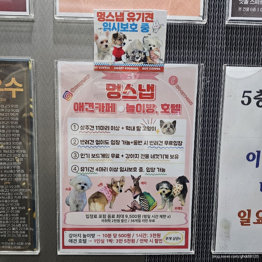 부천 애견카페 멍스냅: 반려견 없이도 즐기는 힐링 공간 — 사진 3