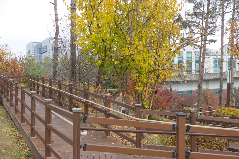 브로콜리 지역정보 관련 사진 19