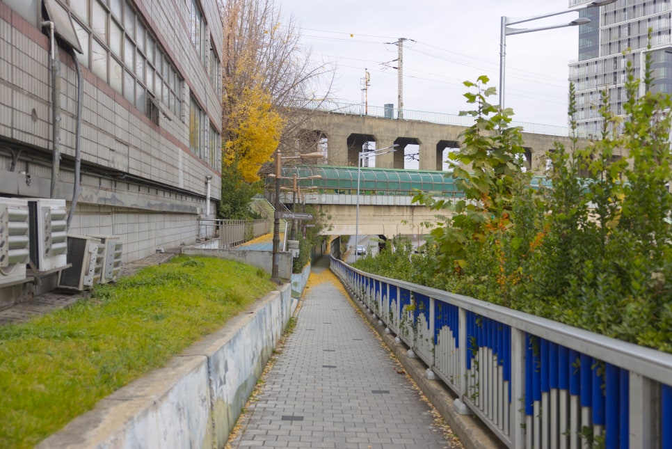 브로콜리 지역정보 관련 사진 3