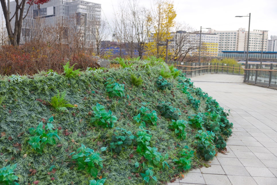 브로콜리 지역정보 관련 사진 17