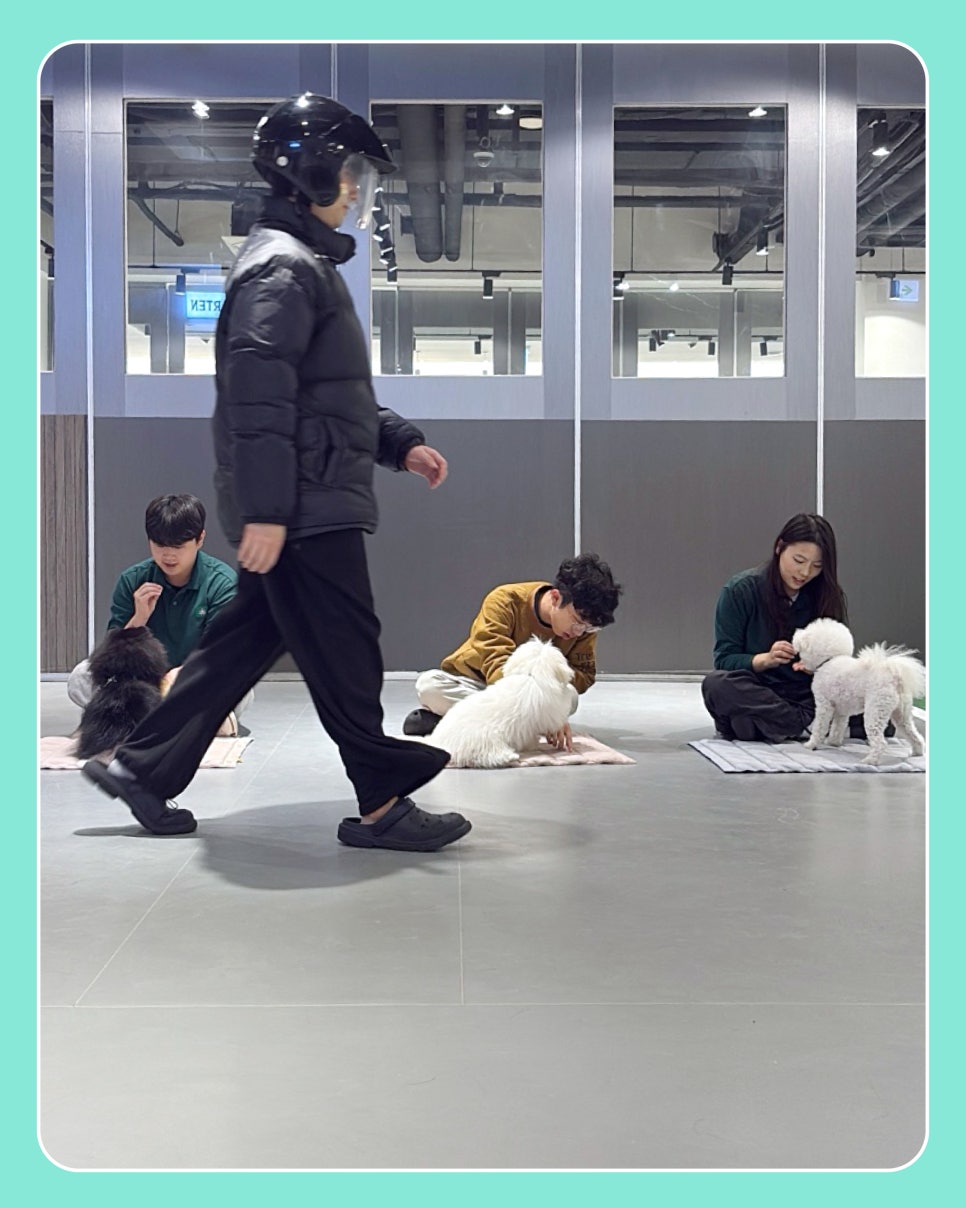 강아지 헬멧 사회화 훈련, 긍정적 경험 만들기 — 사진 5
