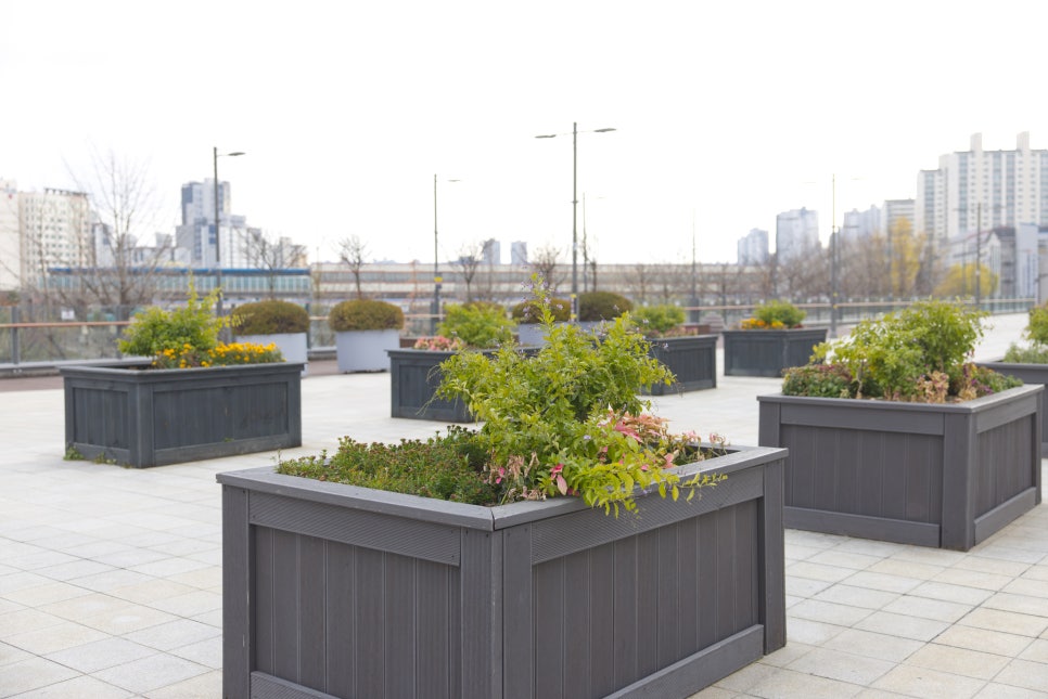 브로콜리 지역정보 관련 사진 11