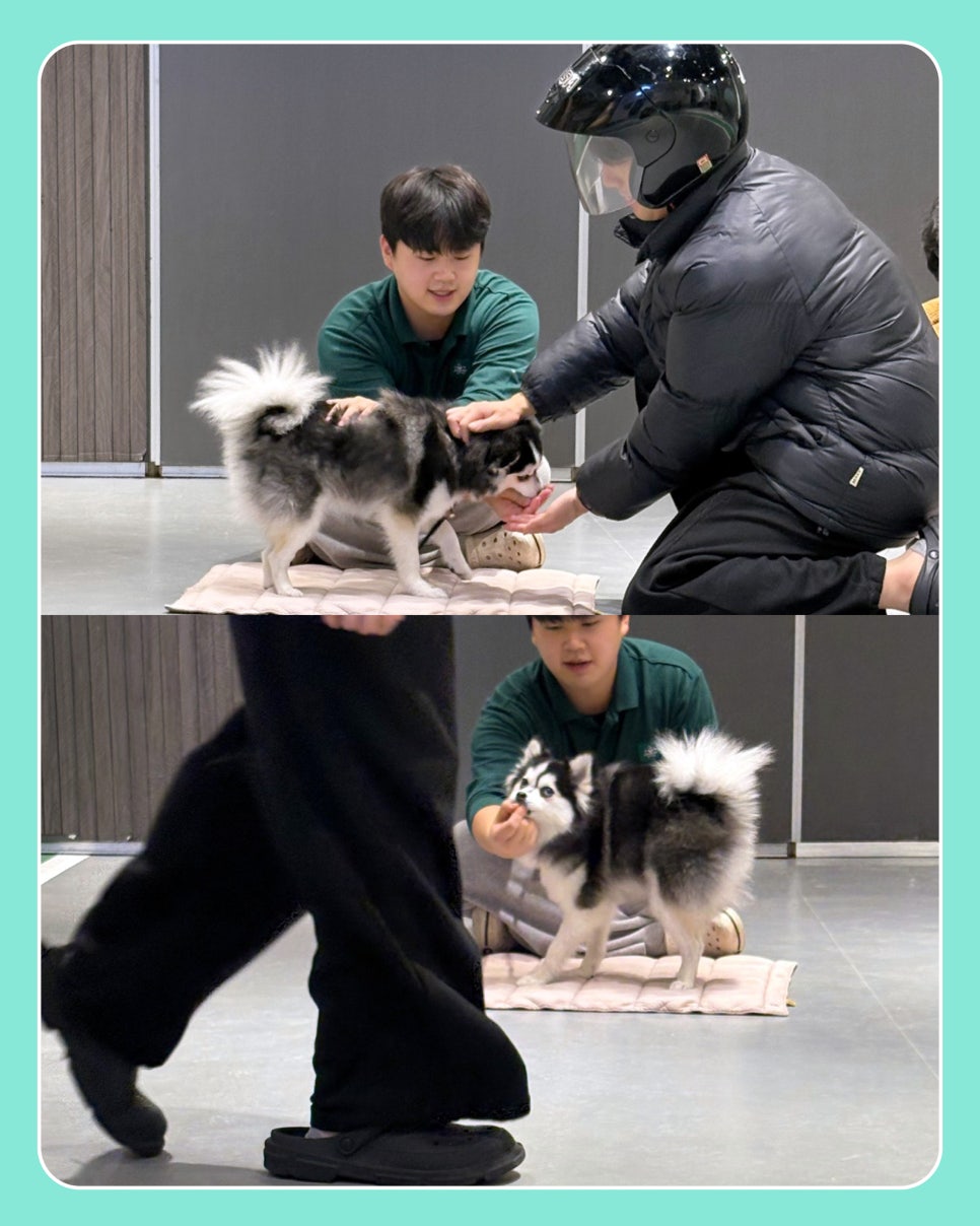 강아지 헬멧 사회화 훈련, 긍정적 경험 만들기 — 사진 3