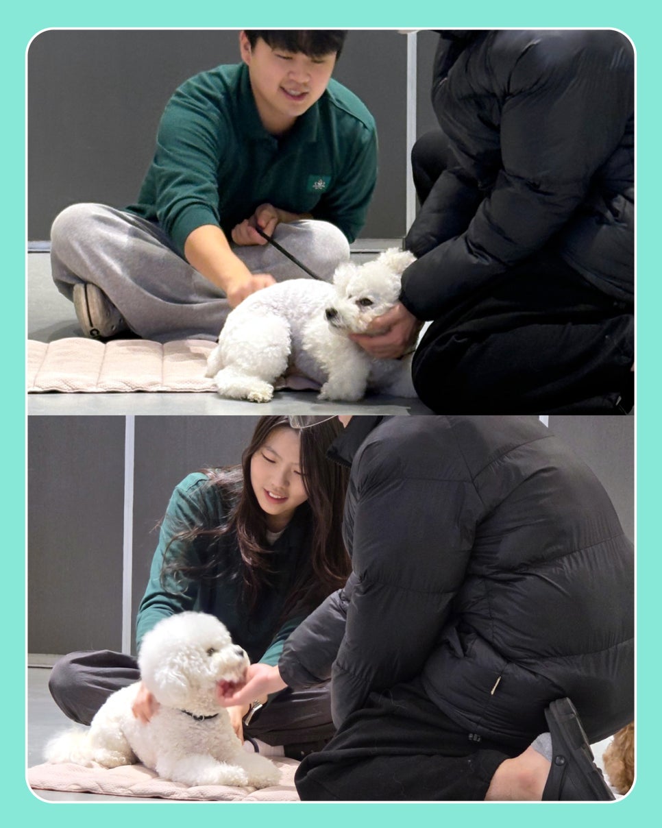 강아지 헬멧 사회화 훈련, 긍정적 경험 만들기 — 사진 4