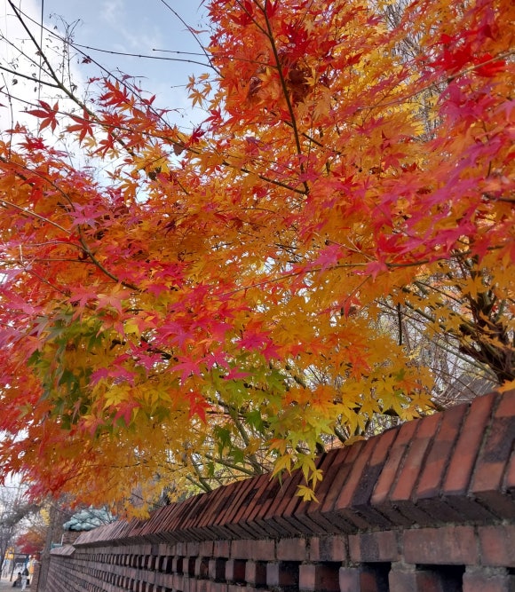 복돼지짬뽕 사진 4