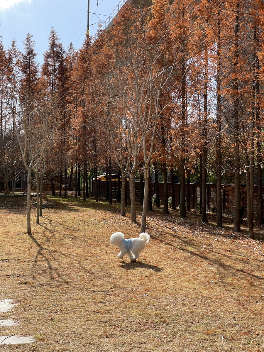 부산 PPP펫파크, 프라이빗 애견운동장 대관 후기 — 사진 20