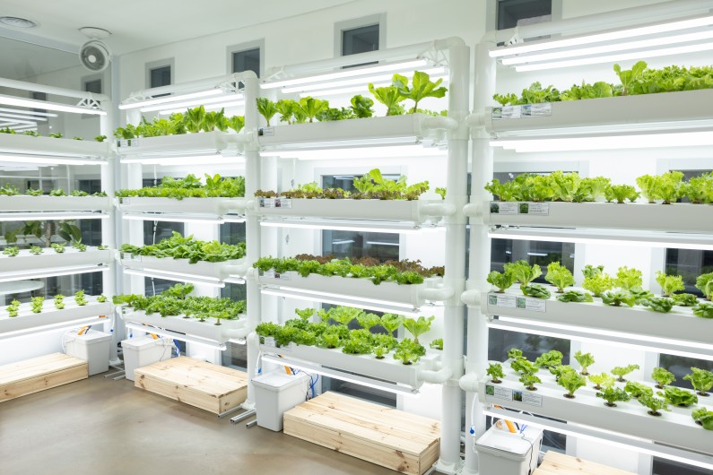 브로콜리 지역정보 관련 사진 2