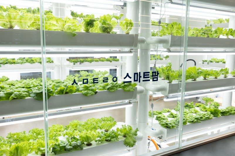 브로콜리 지역정보 관련 사진 3