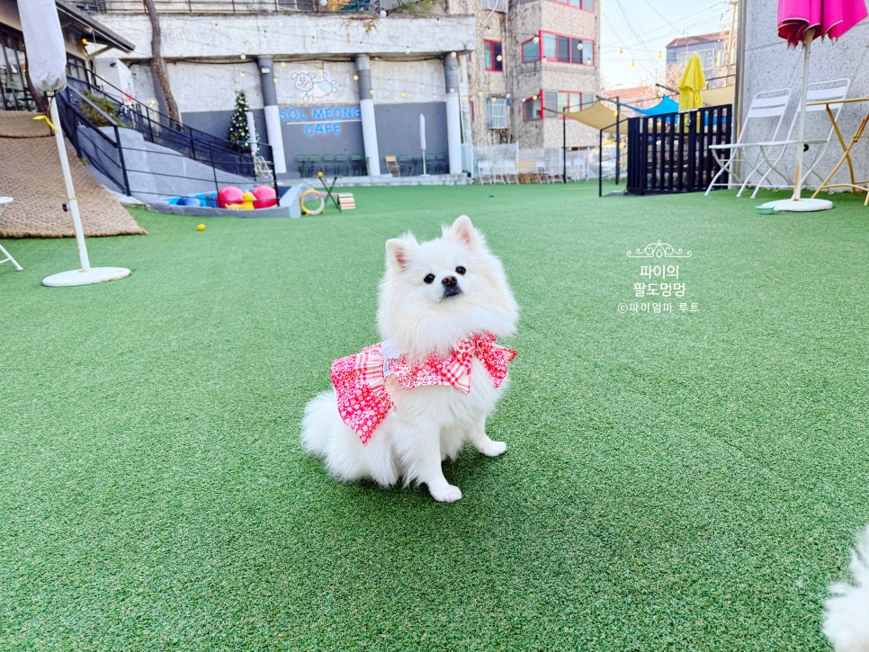 인천 애견카페 솔멍: 강아지 운동장 & 따뜻한 서비스 후기 — 사진 11