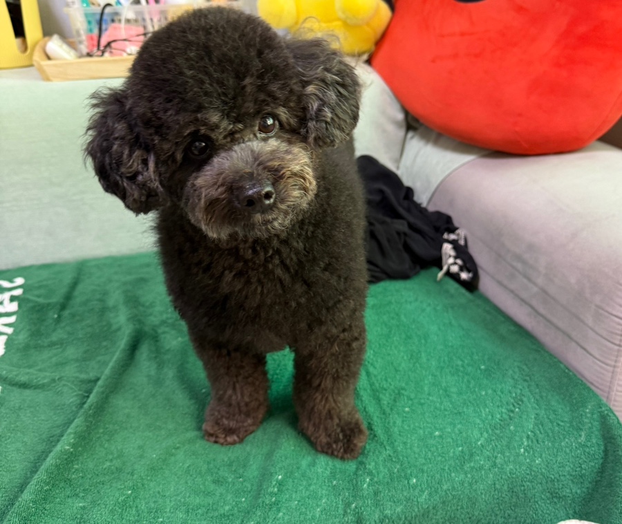 강아지 얼굴 미용, 핑크팰리스도그 3만원 후기 — 사진 14