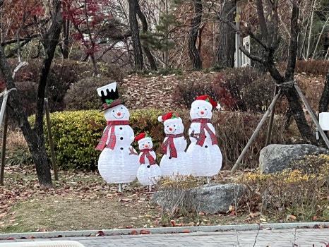 브로콜리 지역정보 관련 사진 8