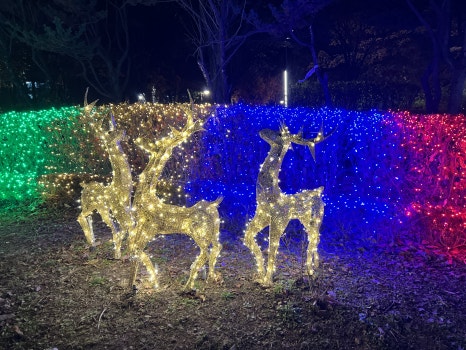 브로콜리 지역정보 관련 사진 7