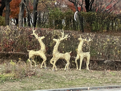 브로콜리 지역정보 관련 사진 6