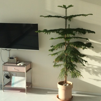 논논스테이 이미지