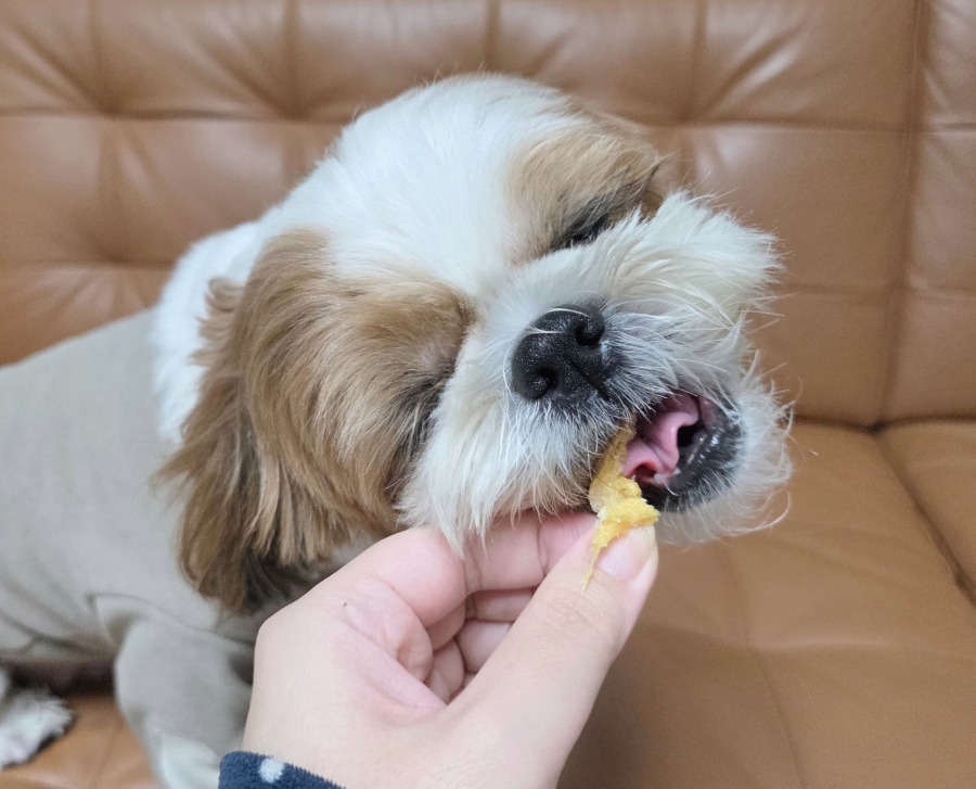 강아지 북어 간식, 다이어트와 영양을 한 번에 — 사진 14