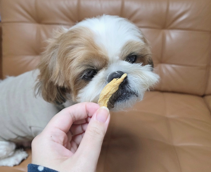 강아지 북어 간식, 다이어트와 영양을 한 번에 — 사진 5