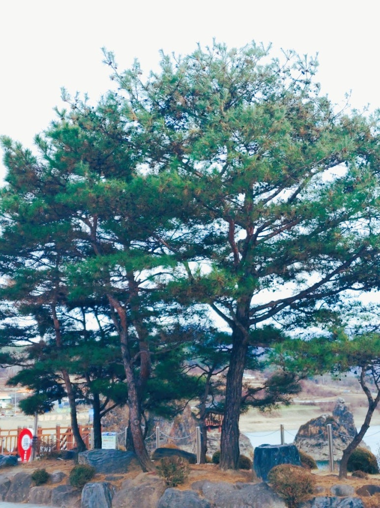 도담삼봉 주차장(단양) 전기차충전소 이미지