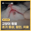 서초 동물병원 고양이 링웜 초기 증상 원인 치료 후기