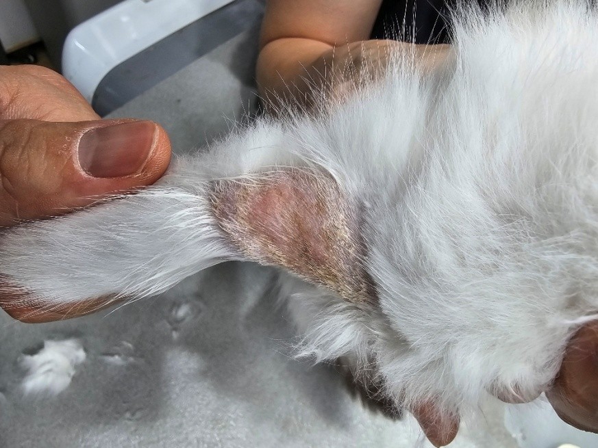 서초 동물병원 고양이 링웜 초기 증상 원인 치료 후기 — 사진 2