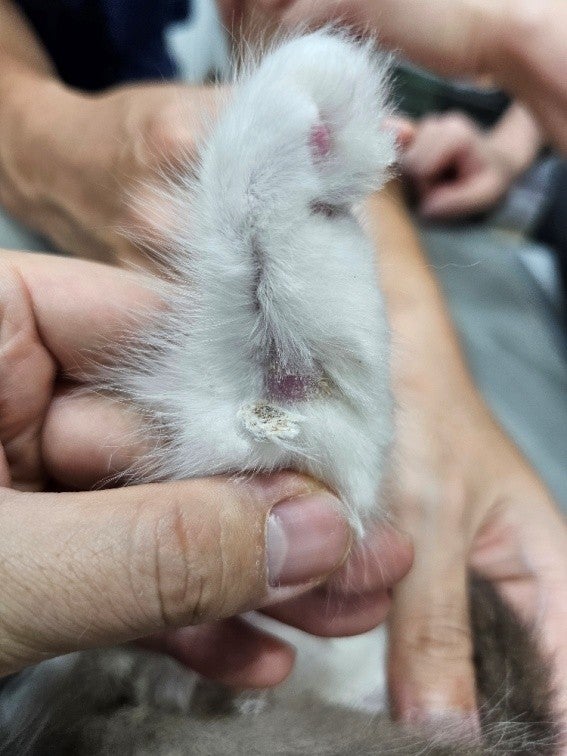 서초 동물병원 고양이 링웜 초기 증상 원인 치료 후기 — 사진 8