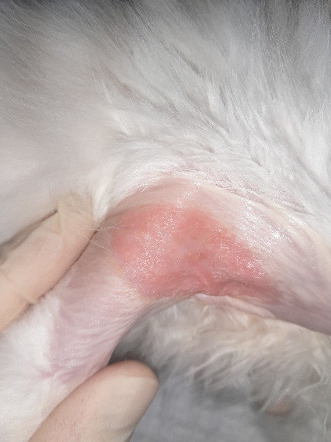 서초 동물병원 고양이 링웜 초기 증상 원인 치료 후기 — 사진 5