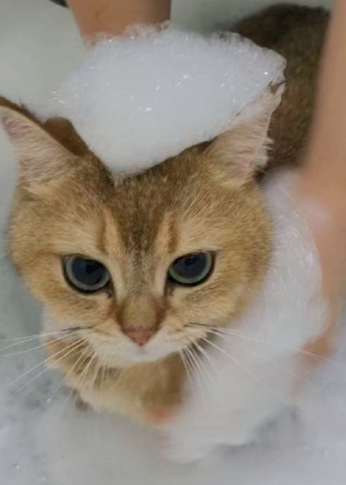 강남 고양이 미용: 맞춤 스파와 2mm 클리핑 전문점