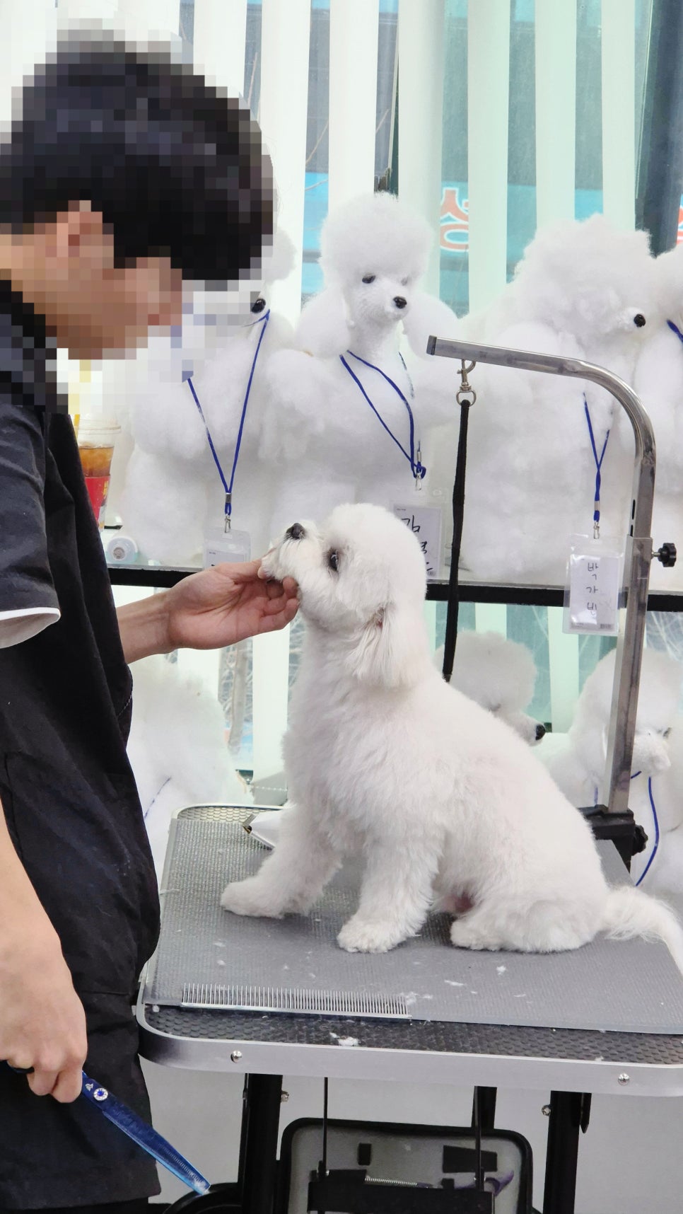 수원 애견미용학원 직장인반 상담 후기 — 사진 2