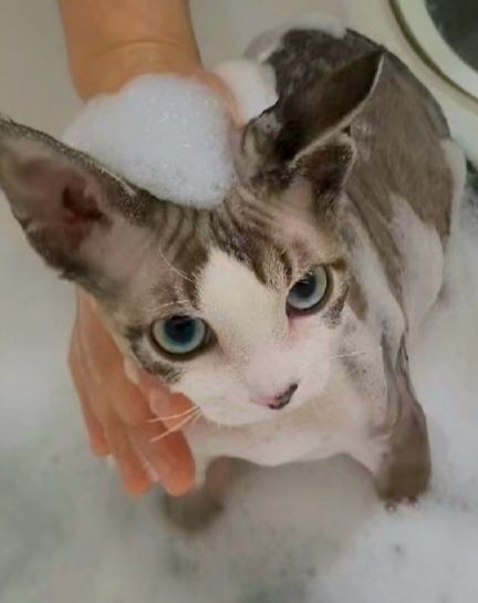 강남 고양이 미용: 맞춤 스파와 2mm 클리핑 전문점 — 사진 2