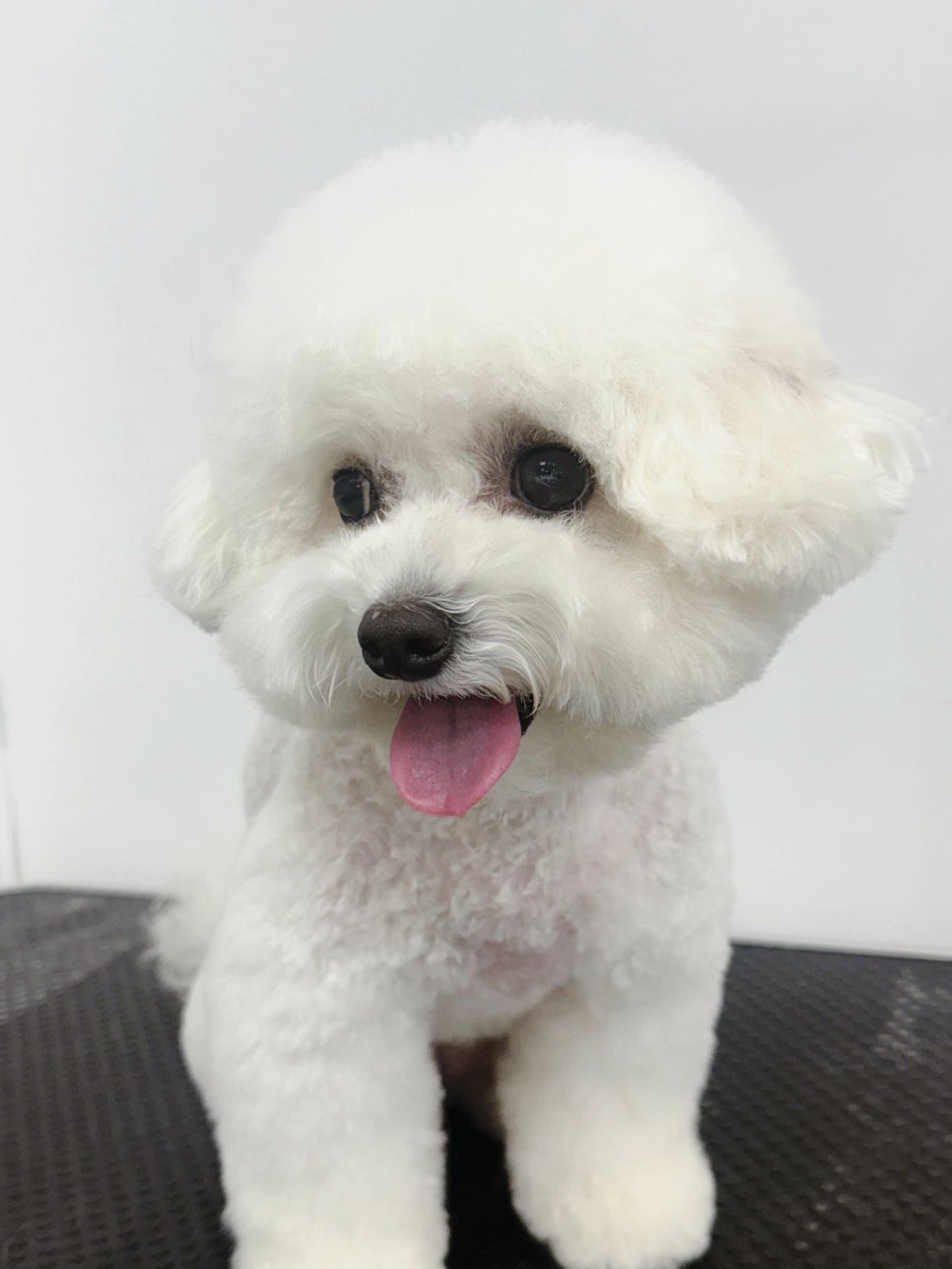 수원 애견미용학원 직장인반 상담 후기 — 사진 11