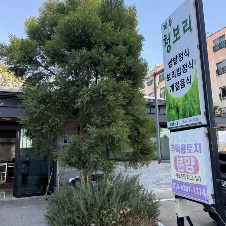 제주청보리 대표 사진