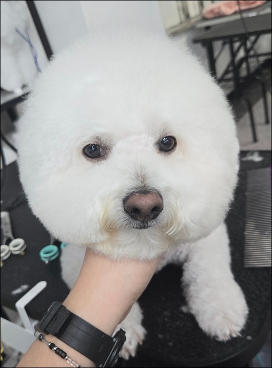 창원 강아지 미용학원 비용 및 수강 혜택 총정리 — 사진 5