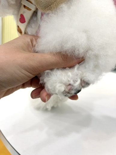 지나댕댕 후기 사진