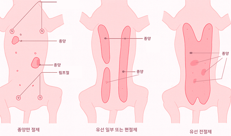8살 시베리안 허스키 유선종양 중성화 수술 비용 및 후기 — 사진 5