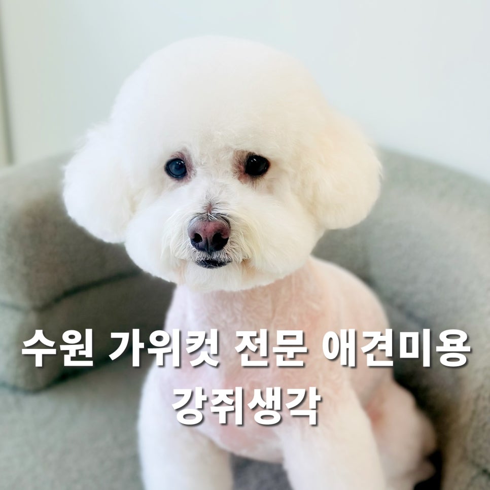 수원 강아지 미용, 강쥐생각 가위컷 스포팅 후기