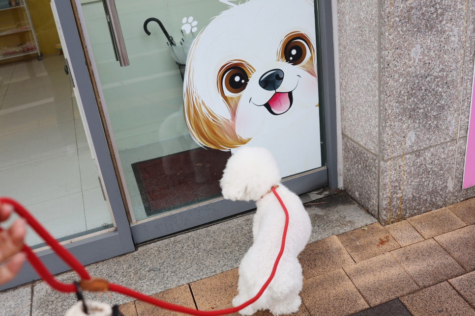수원 강아지 미용, 강쥐생각 가위컷 스포팅 후기 — 사진 6