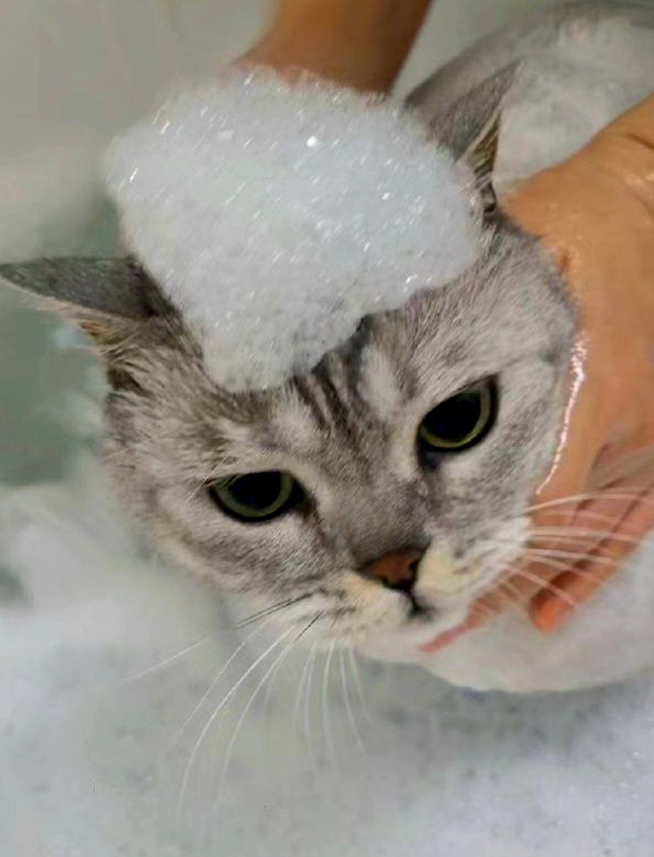강남 고양이 미용: 프리미엄 스파와 맞춤 디자인 컷 전문 — 사진 2