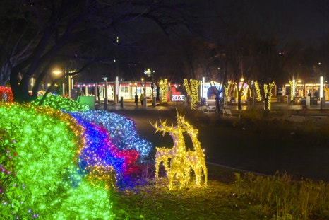 브로콜리 지역정보 관련 사진 8