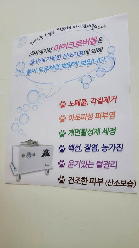 강남 고양이 미용: 프리미엄 스파와 맞춤 디자인 컷 전문 — 사진 3