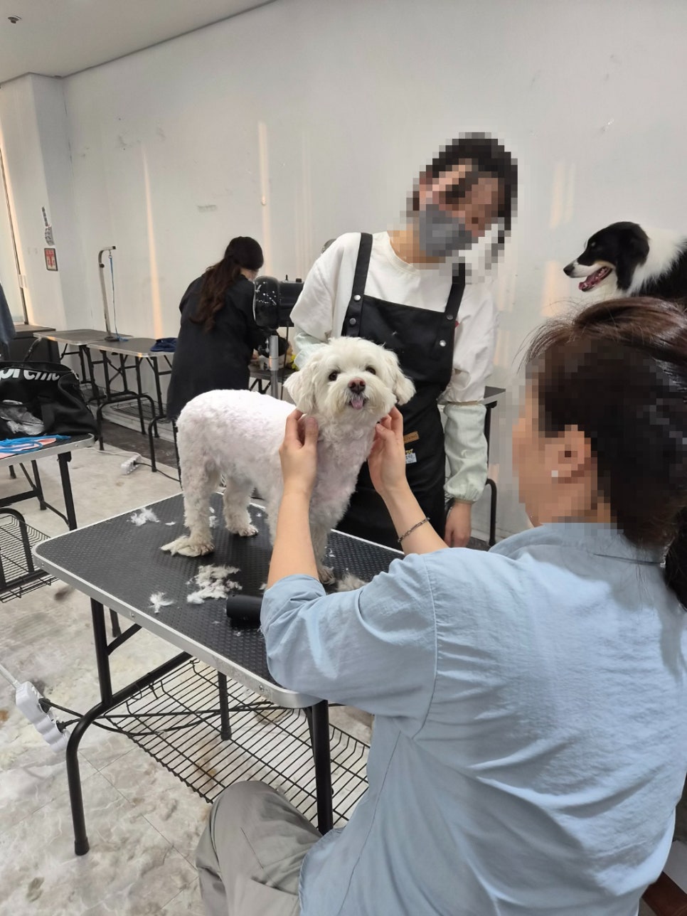 소사애견미용학원 수강료 할인 및 취업 후기 — 사진 3
