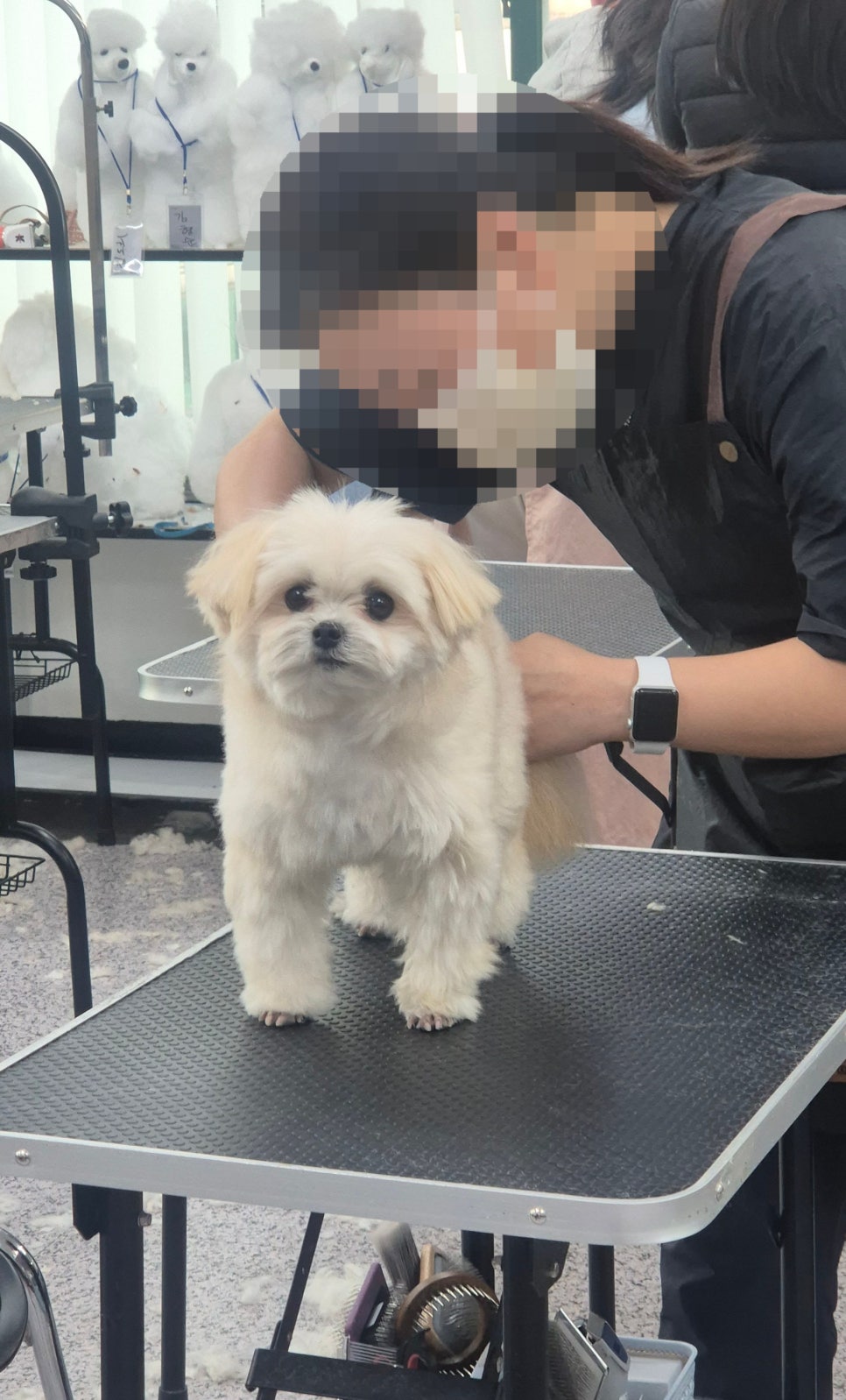 부천 강아지 미용학원 선택 가이드: 실력 차이 만드는 기준 — 사진 5