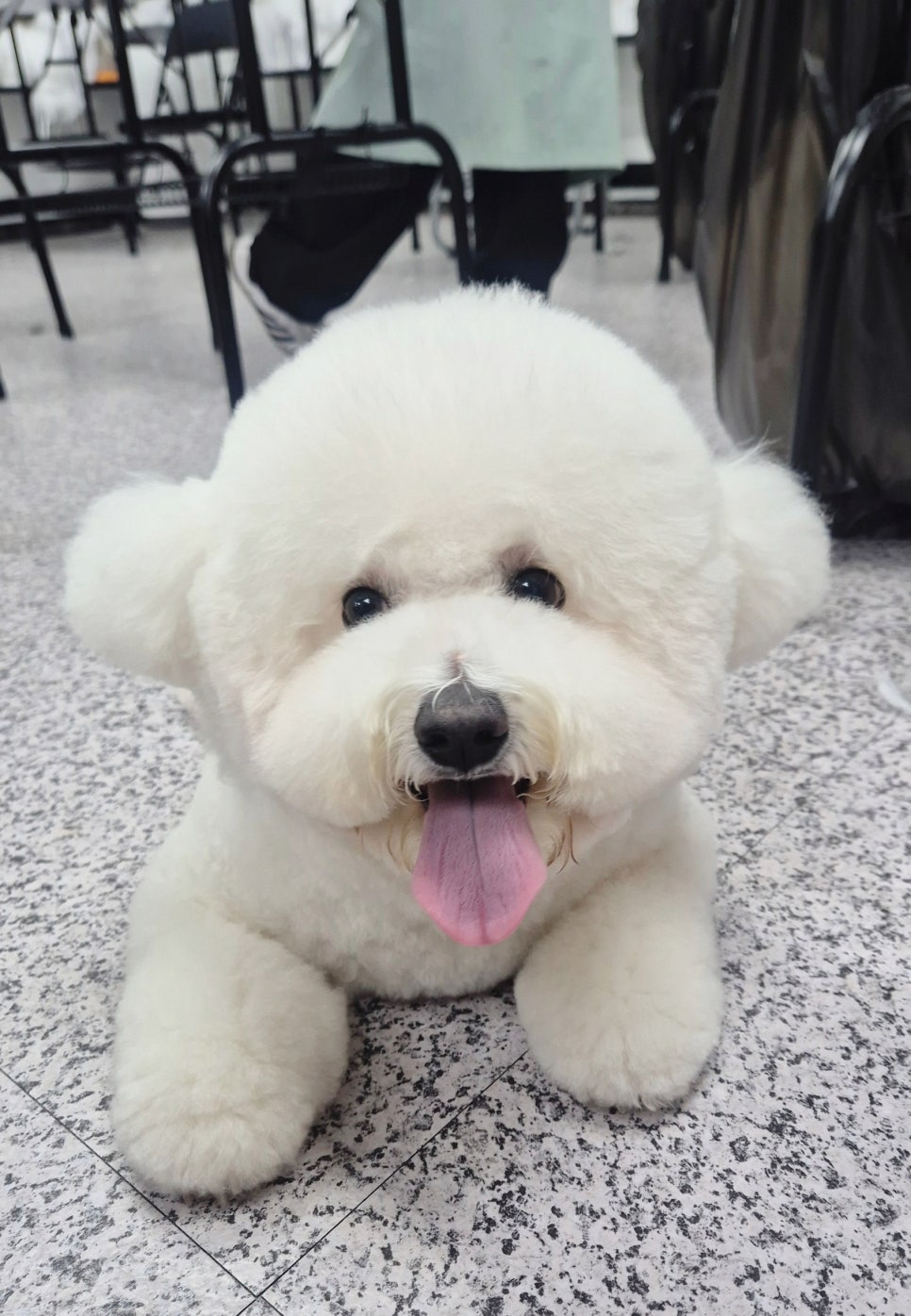 부천 강아지 미용학원 선택 가이드: 실력 차이 만드는 기준 — 사진 3