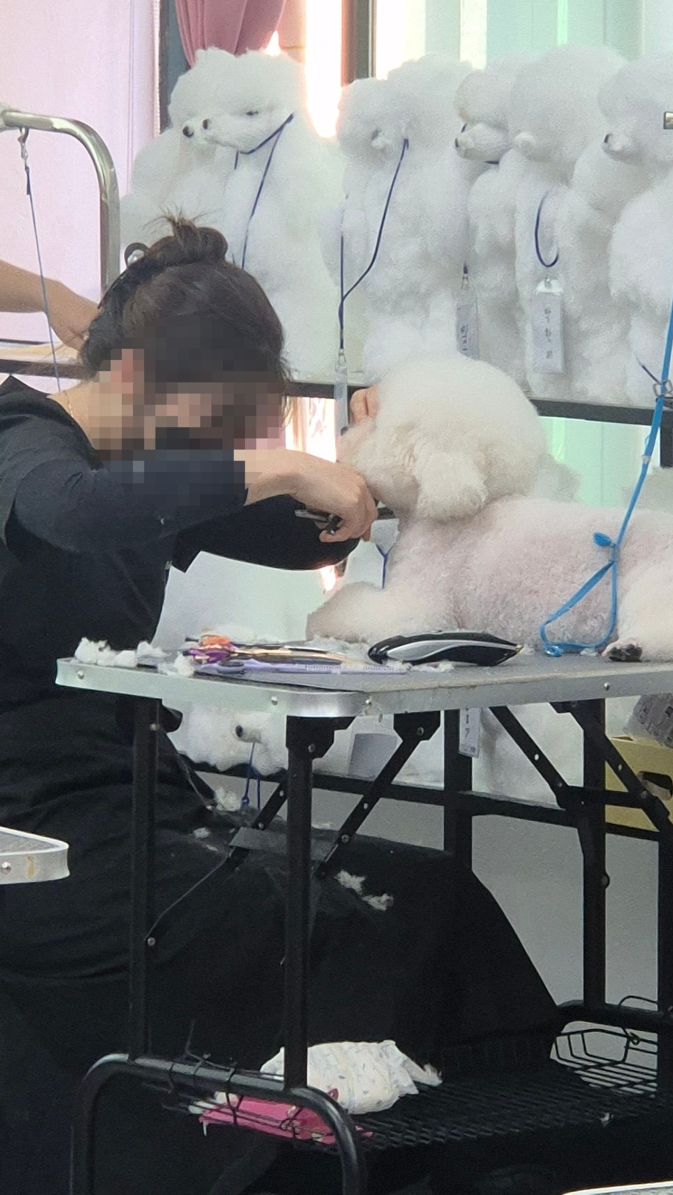 부천 강아지 미용학원 선택 가이드: 실력 차이 만드는 기준 — 사진 2
