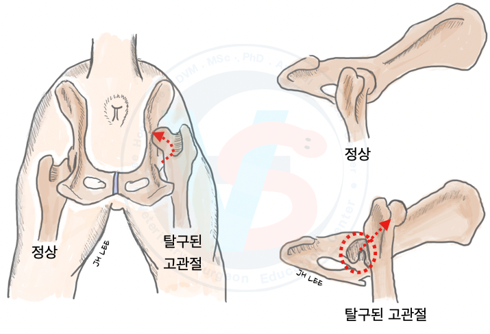 강아지 고관절 탈구 수술 후기 및 재활 치료 방법 — 사진 2