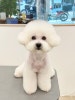 송파 애견미용 소프티: 강아지 솜봄이 테디베어컷 후기 — 사진 4
