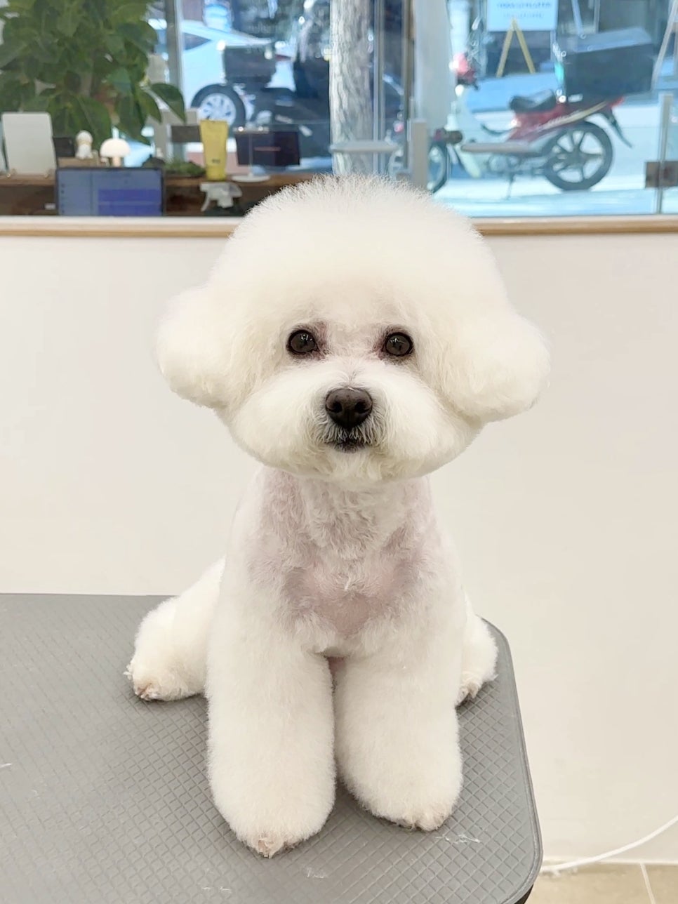 송파 애견미용 소프티: 강아지 솜봄이 테디베어컷 후기 — 사진 4